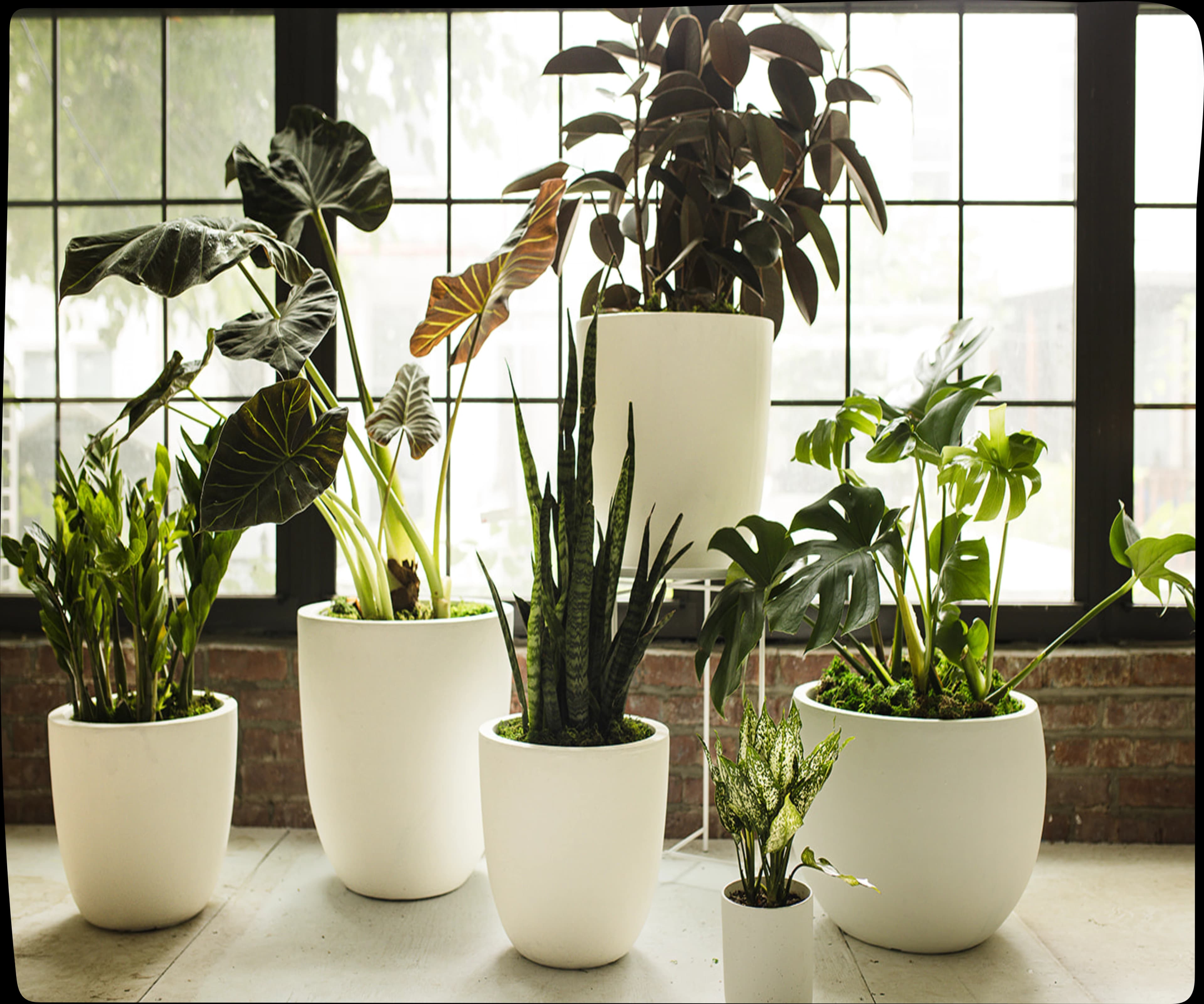 A Plant Library installation styling with large white potted plants.