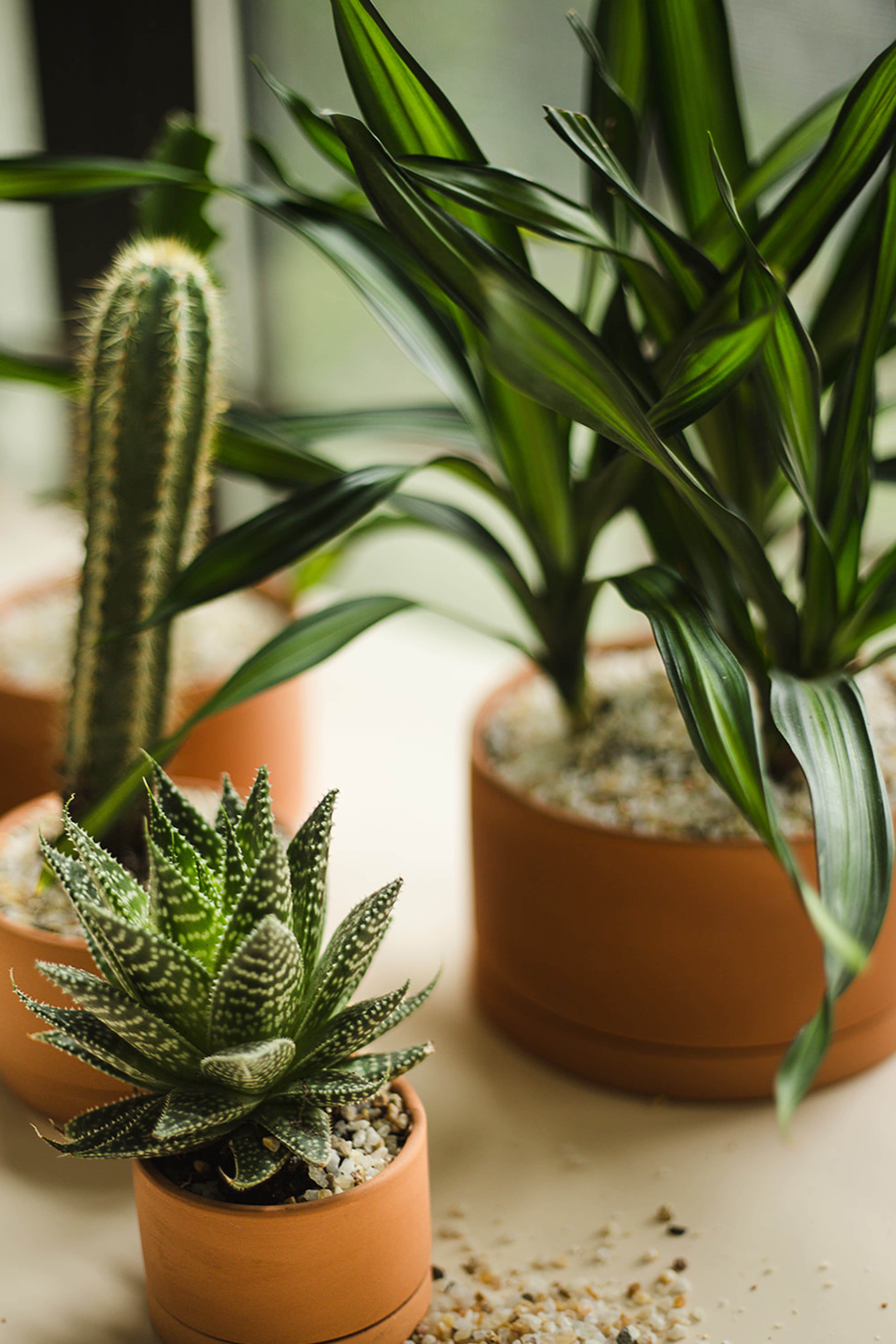 Terra Cotta plant styling by The Plant Library.