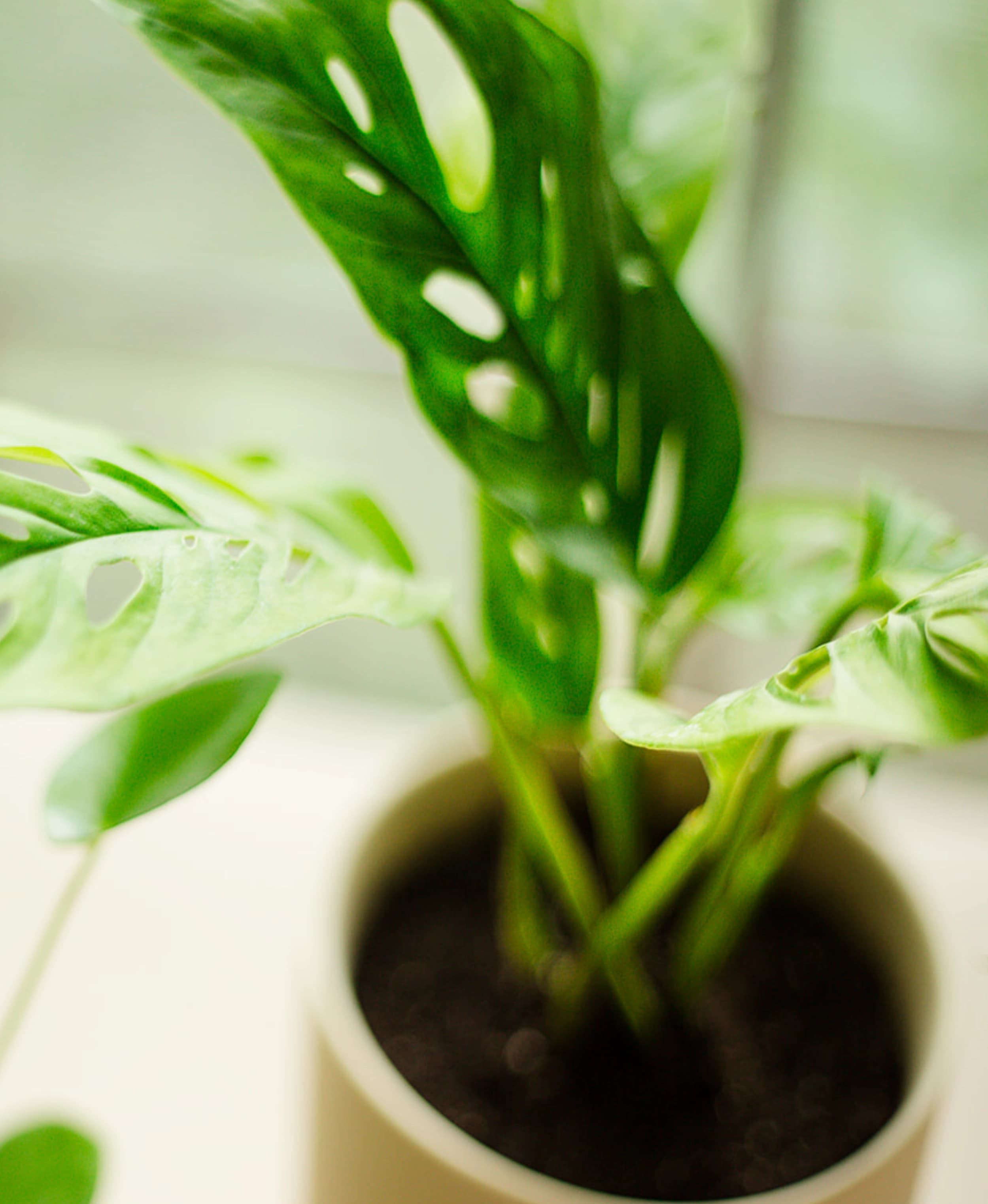 A closeup of a small potted plant with soft natural detail.