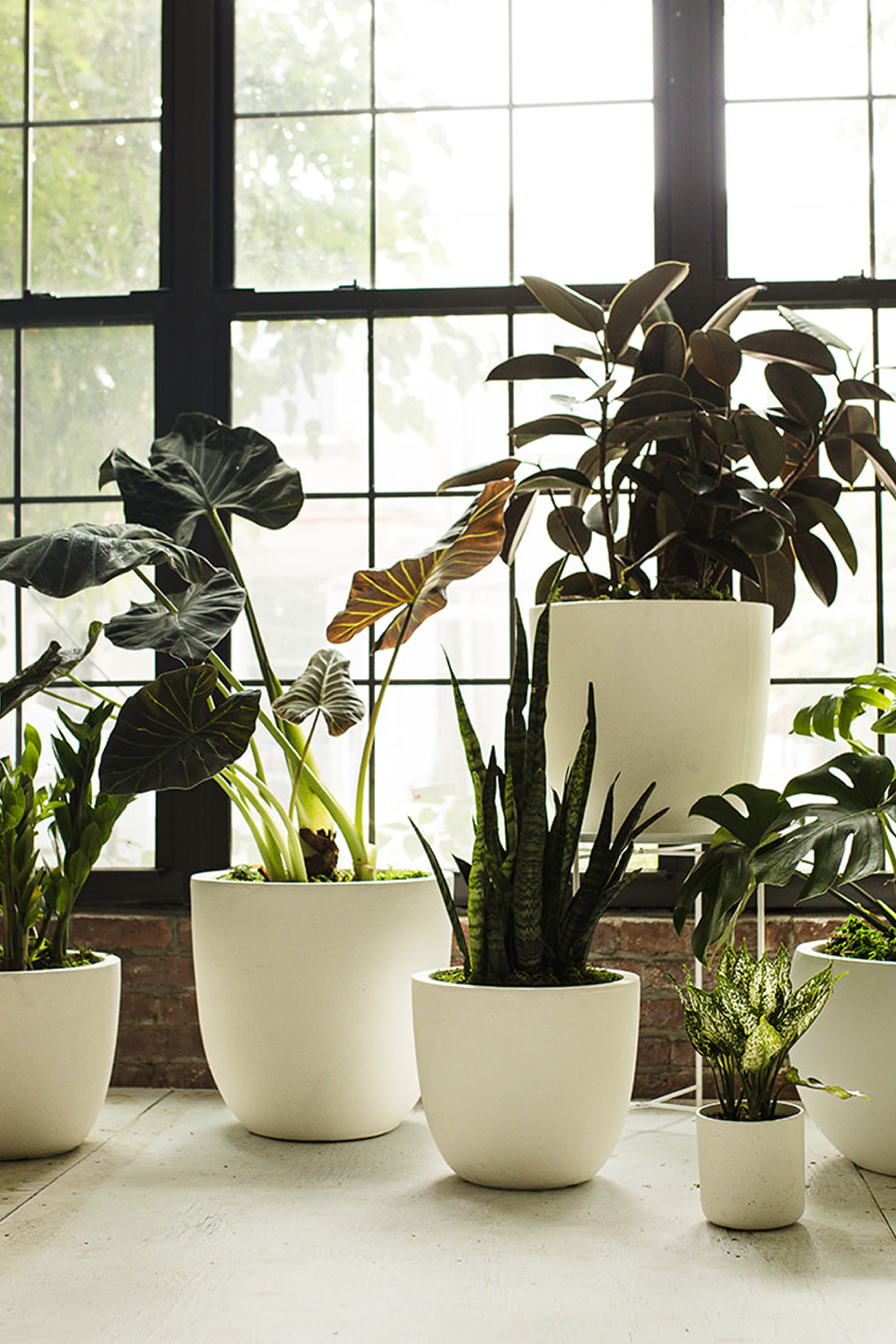 White plant styling by The Plant Library.