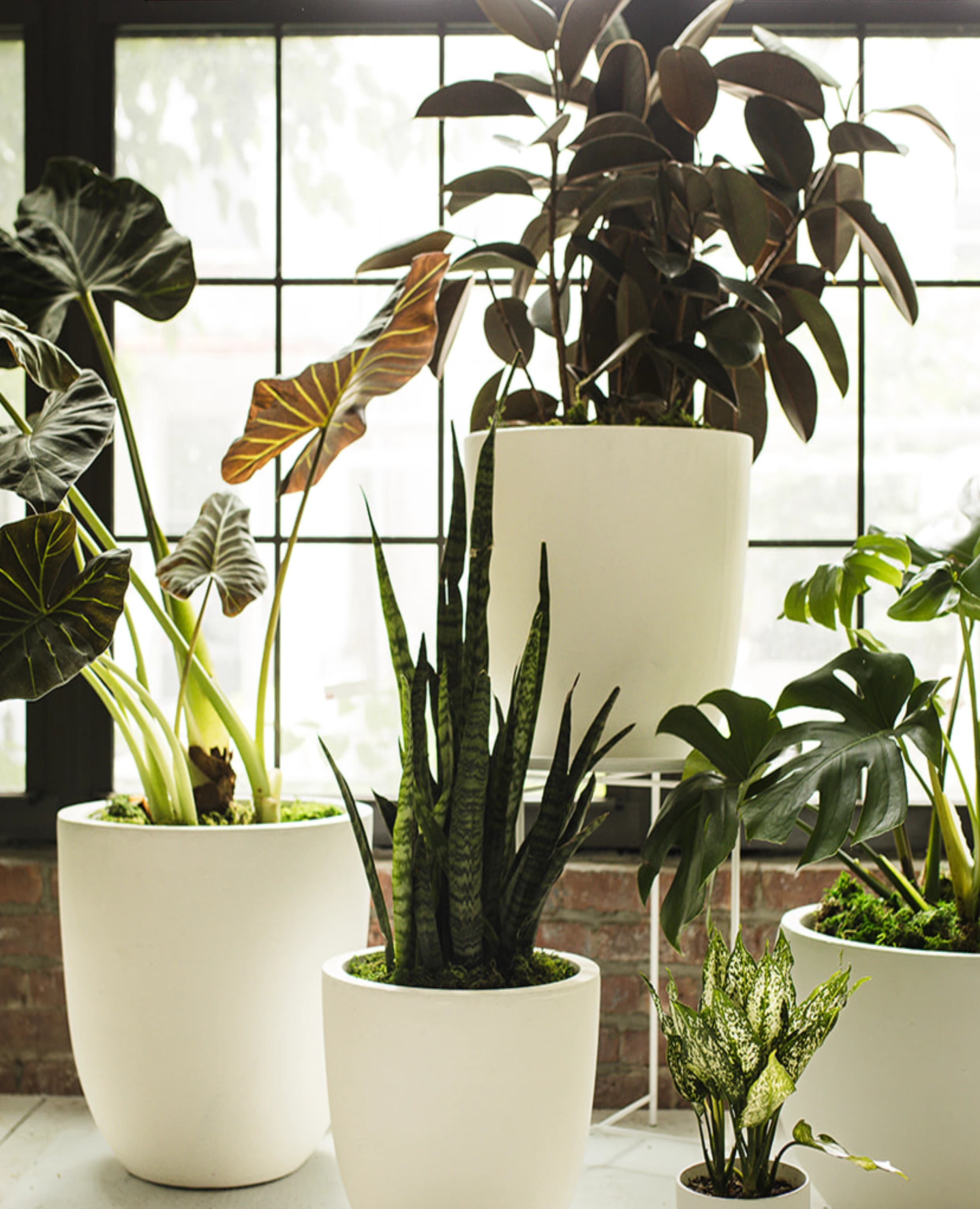 Tall sculptural plants in white vessels arranged in a refined setting.
