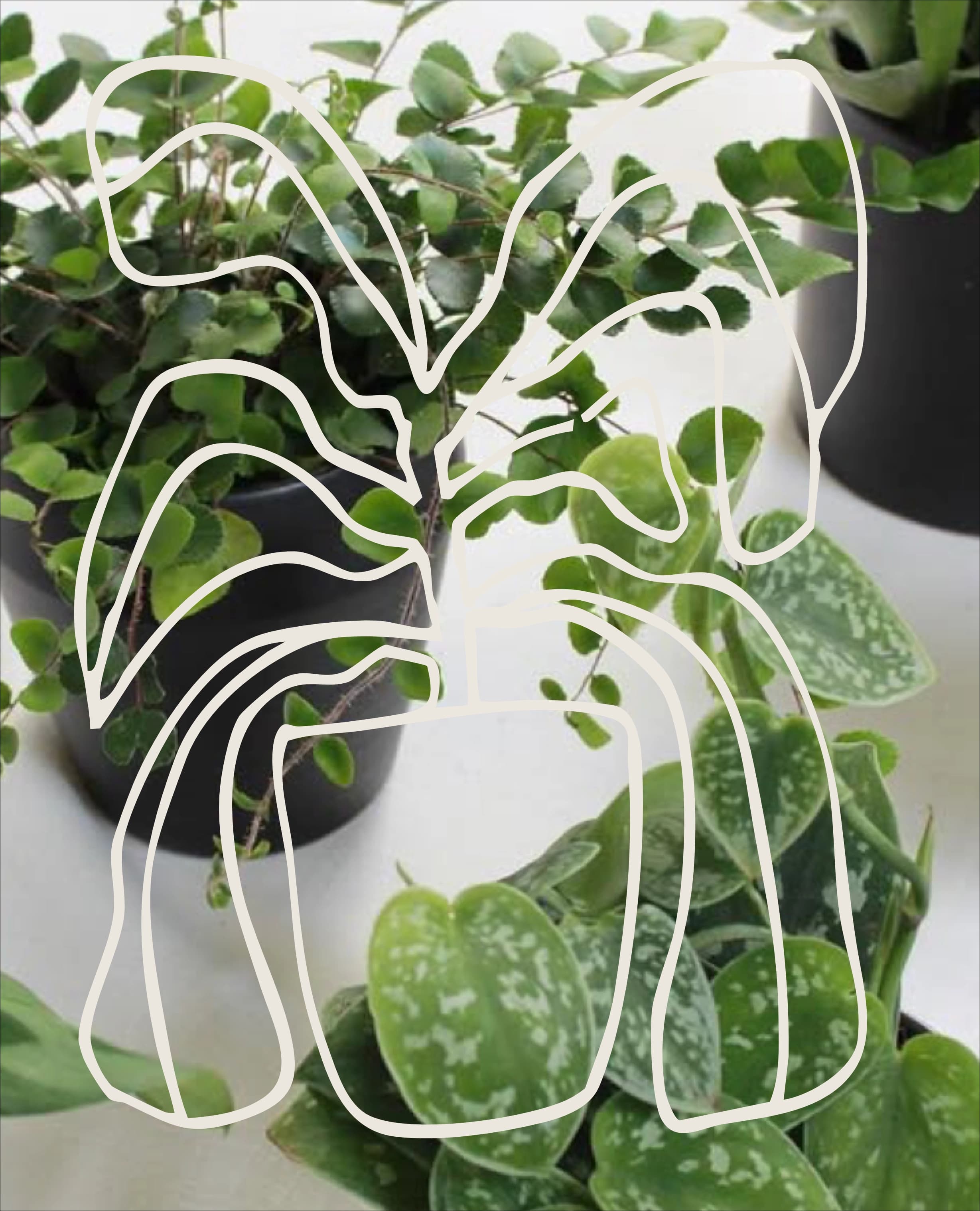 Small potted plants on a table.