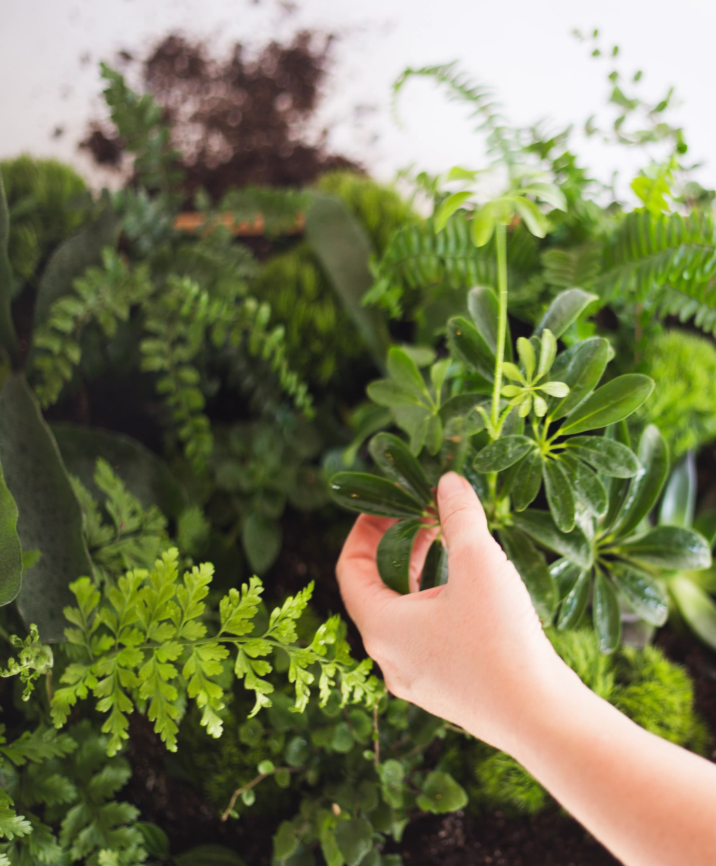 A close editorial view of a plant with a hand reaching into frame.