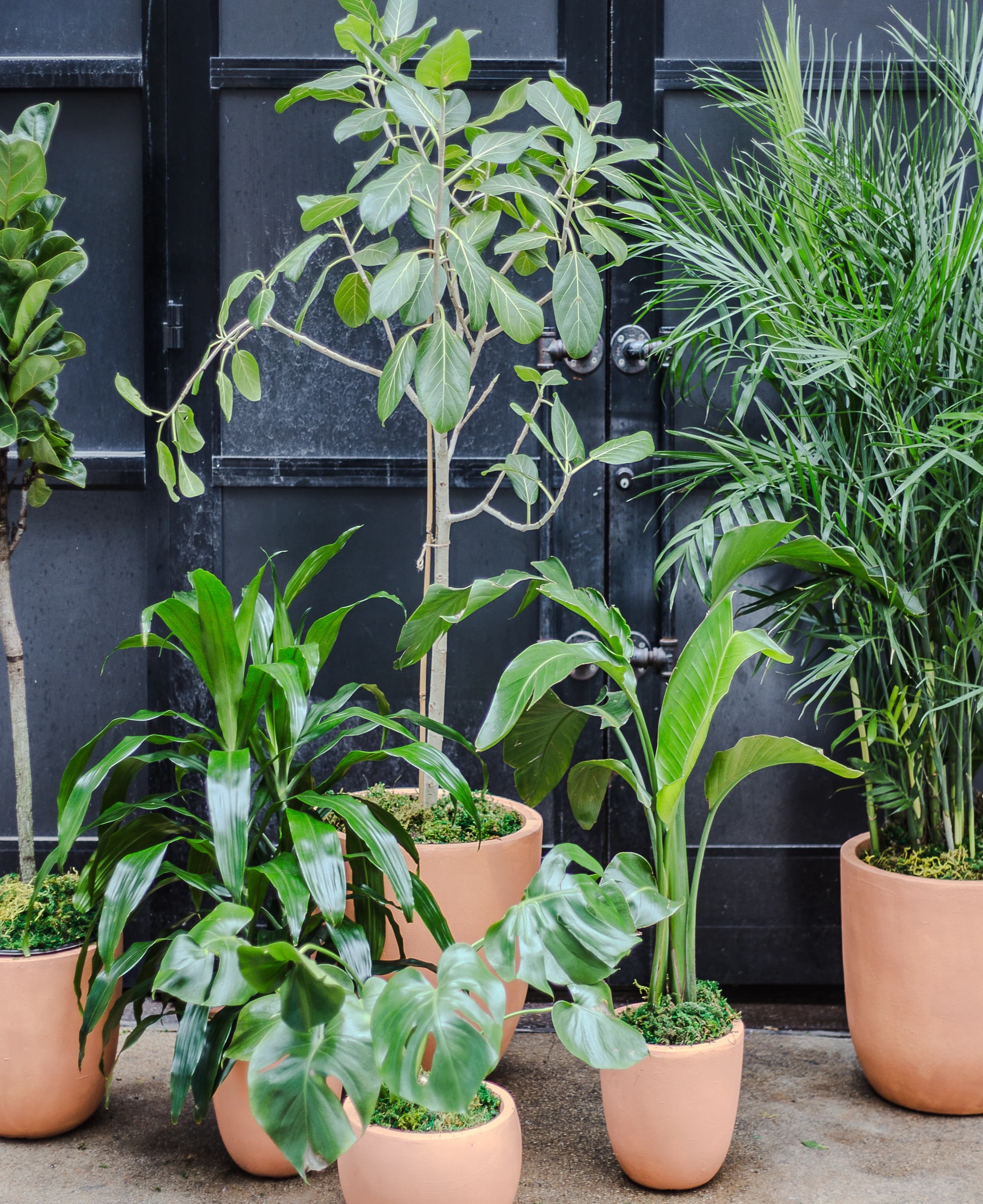 A curated grouping of potted plants styled by The Plant Library.