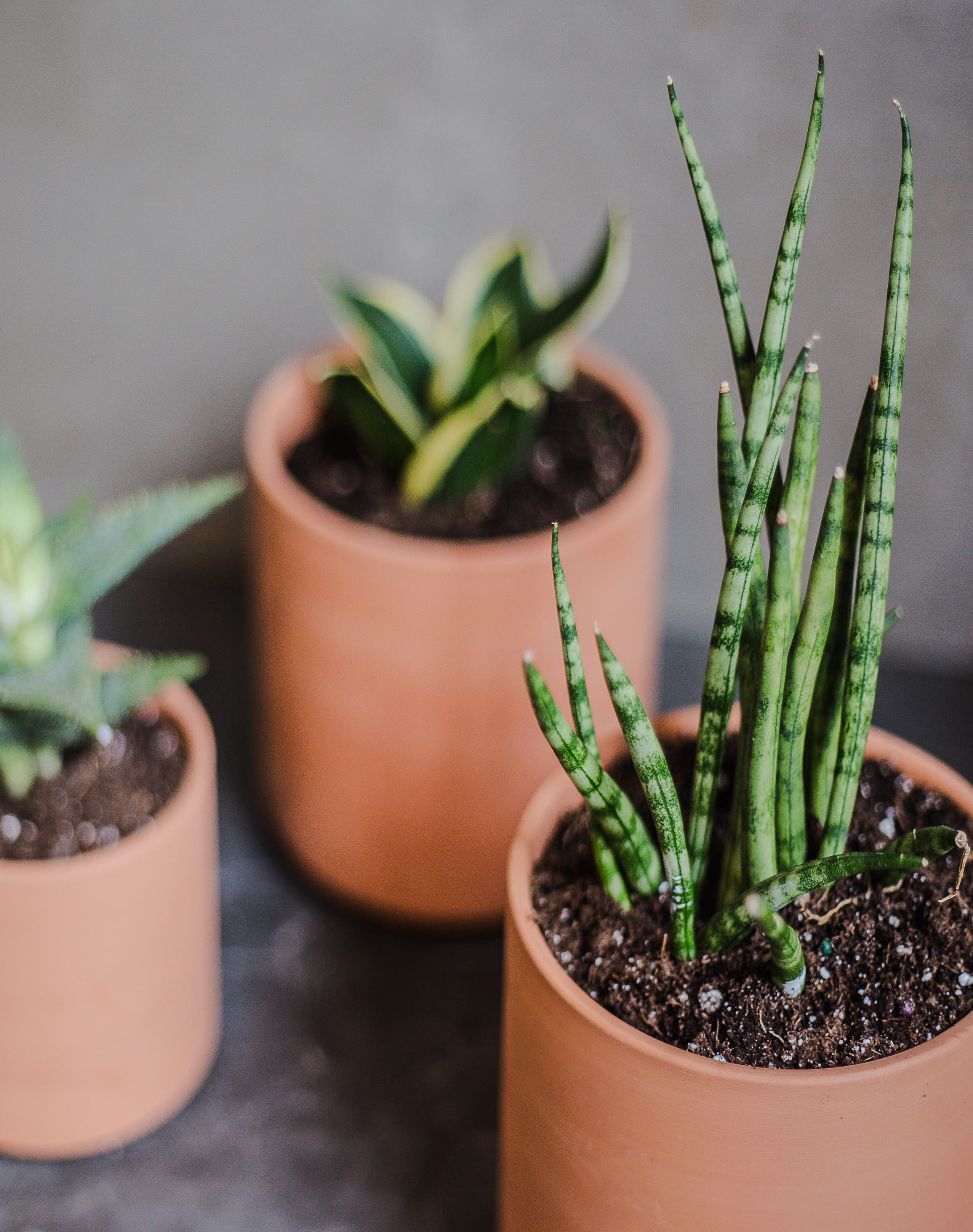 A potted succulent photographed in a clean, minimal composition.