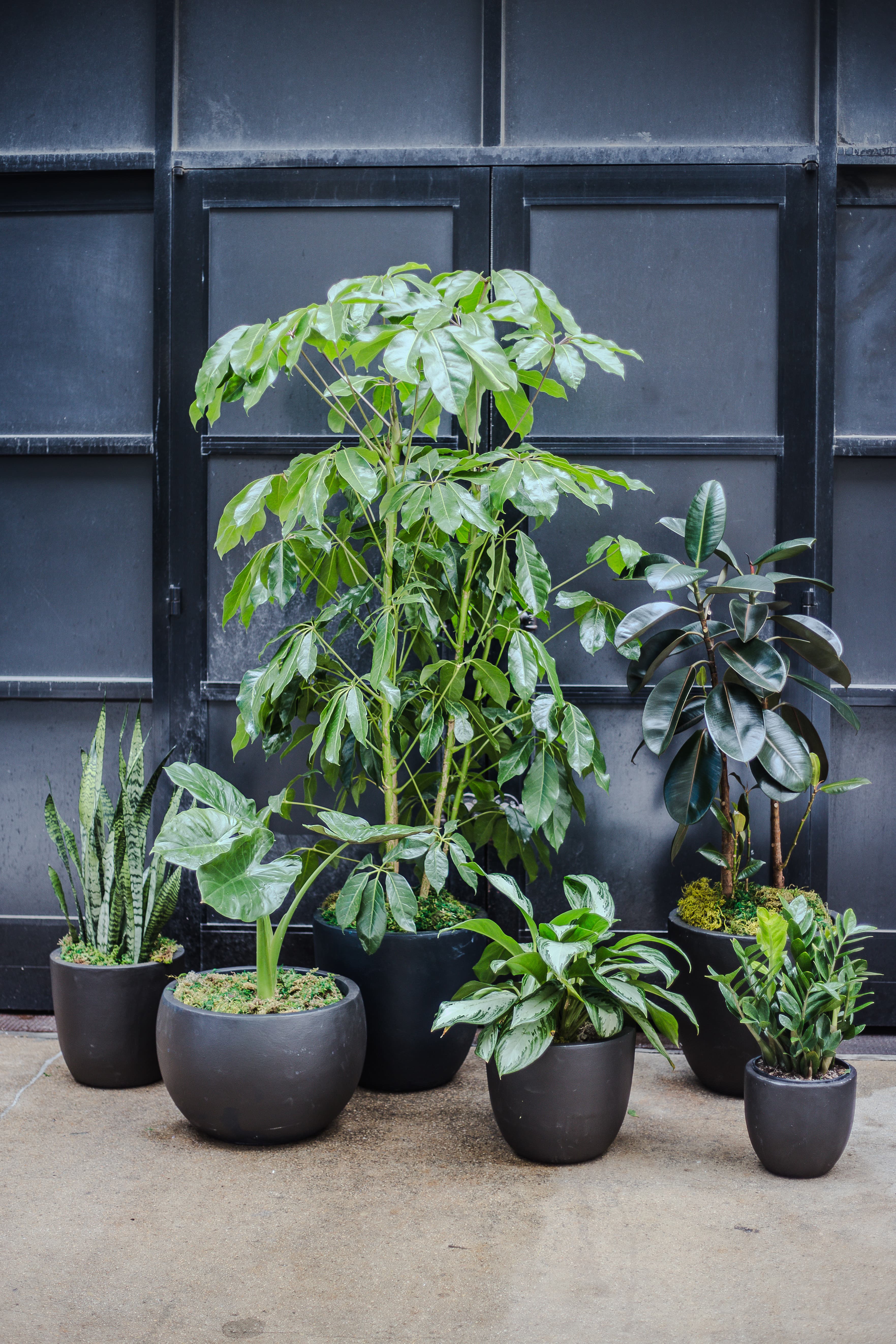 Black plant styling by The Plant Library.