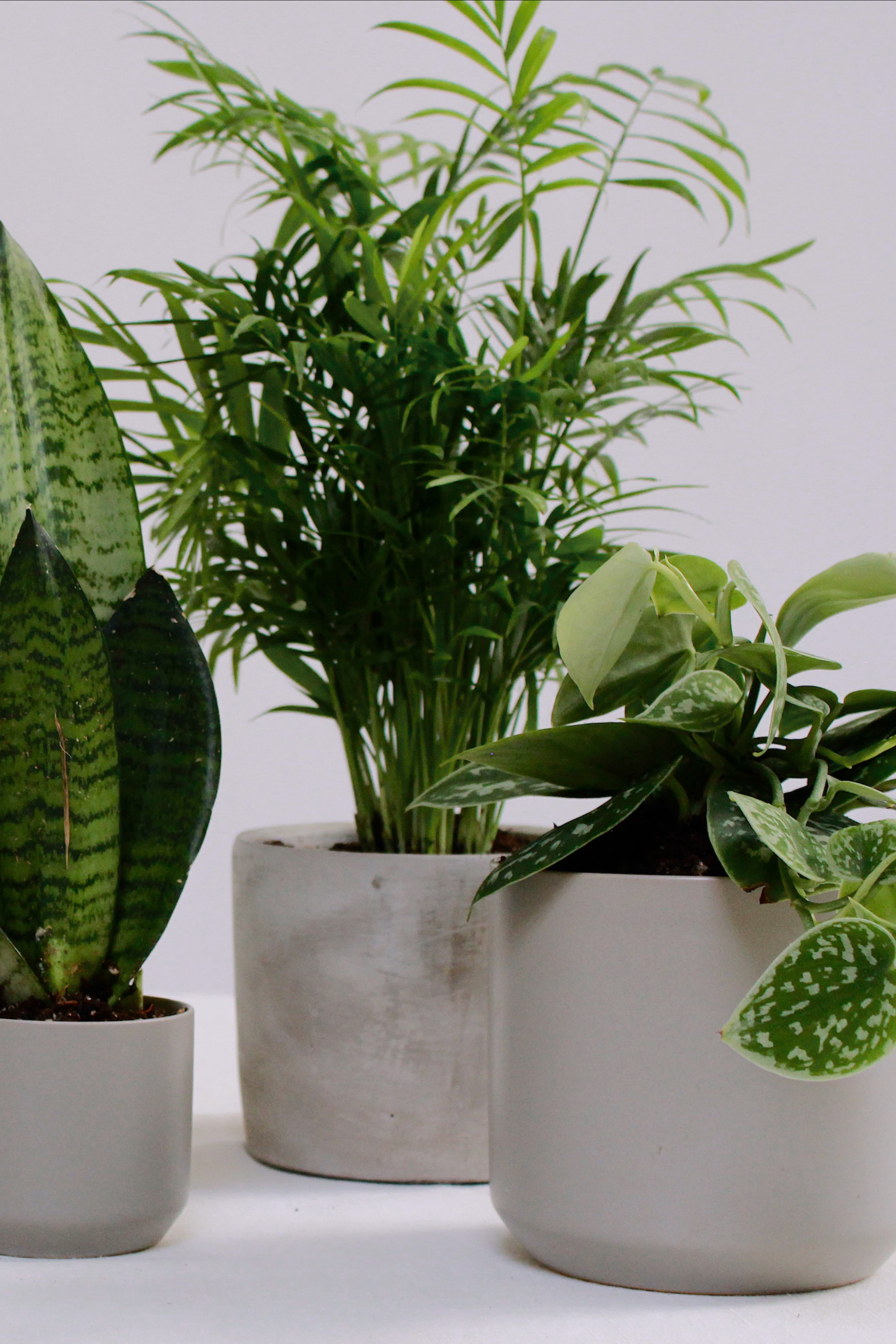 Grey plant styling by The Plant Library.
