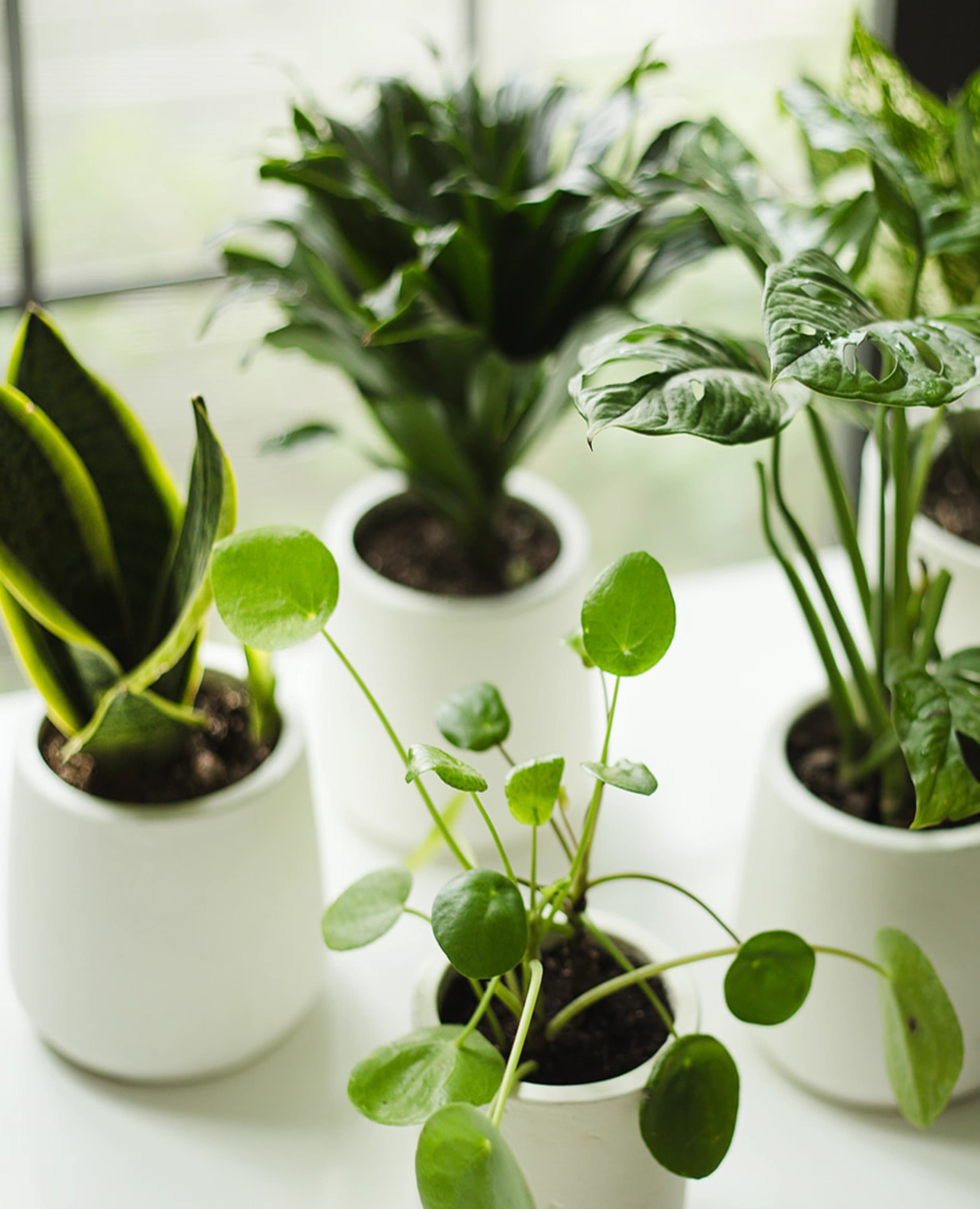 A curated cluster of small potted plants styled in warm natural light.