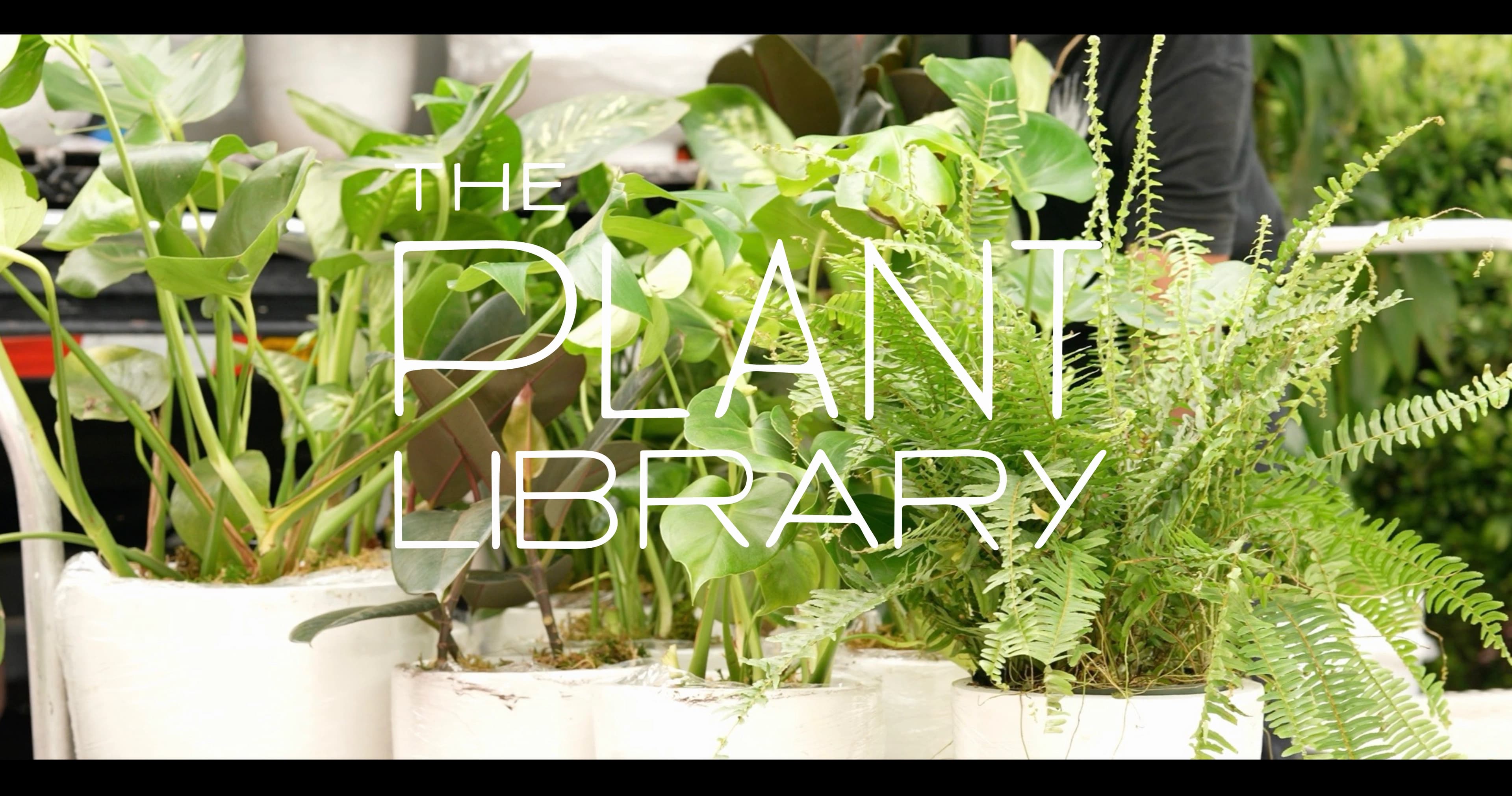 A lush arrangement of indoor plants styled by The Plant Library.