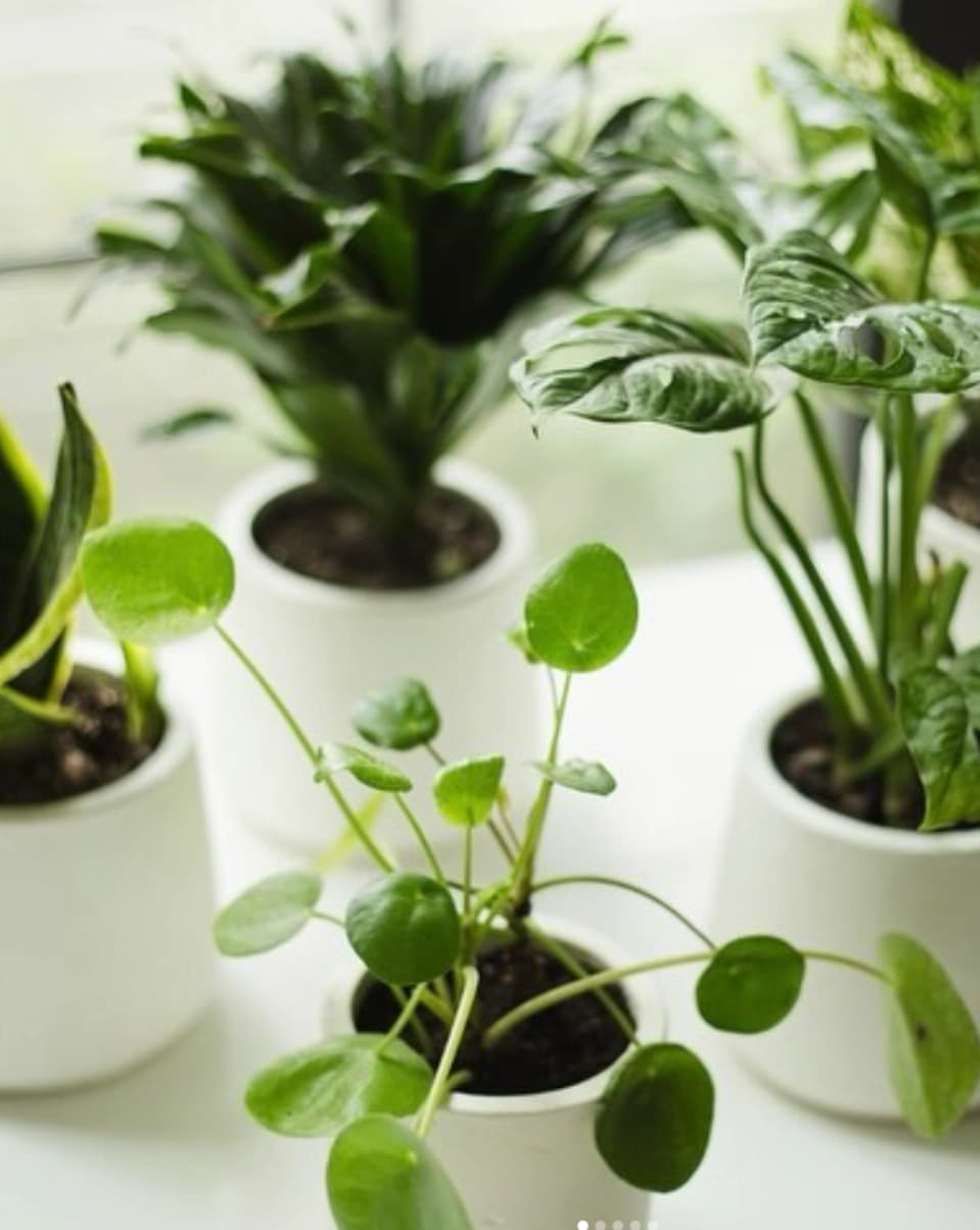 A cluster of small potted plants in white ceramic containers.