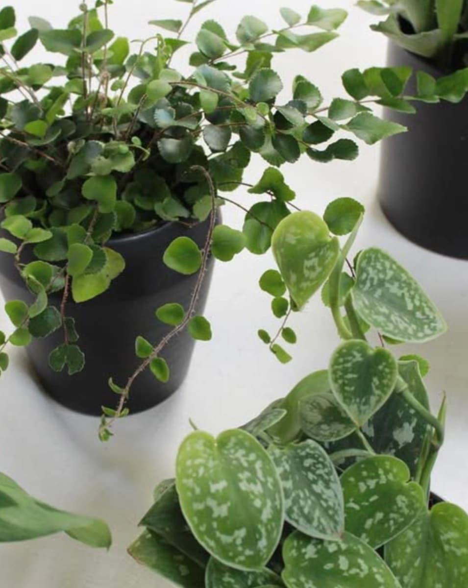 Trailing and patterned foliage plants arranged in black pots.
